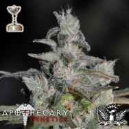 Apothecary Genetics Seeds Skywalker OG